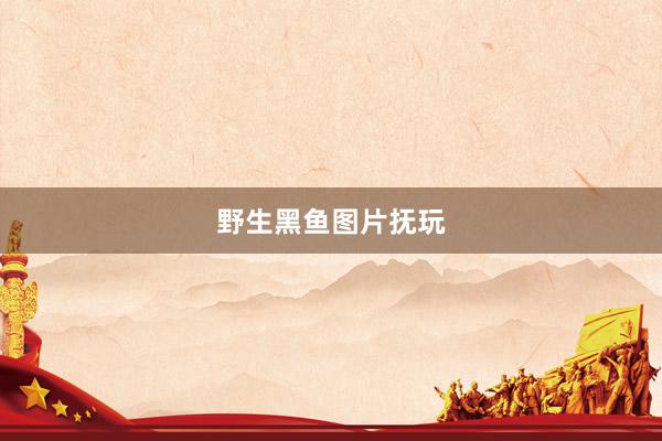 野生黑鱼图片抚玩